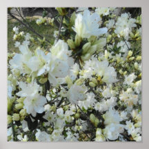Azalées blanches naines posters