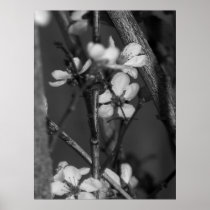 B&W floral - fleurs sensibles 2