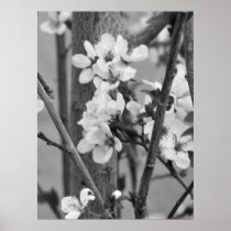 B&W floral - fleurs sensibles