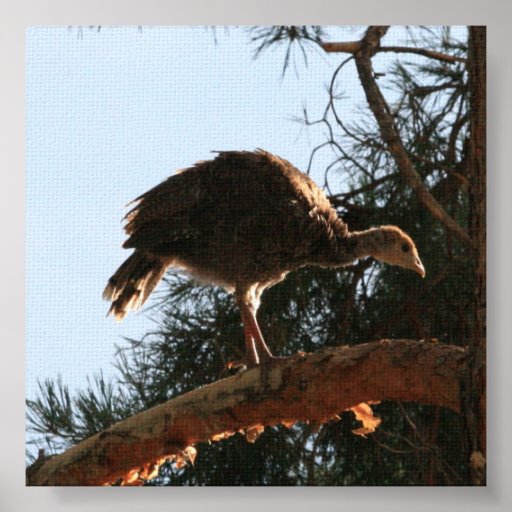 Baby Wild Turkije Poster