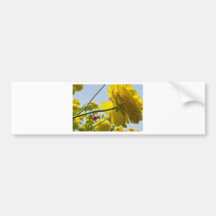 Backlit Gele 1 Bumperstickers
