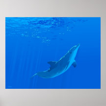 Bain de dauphin affiche