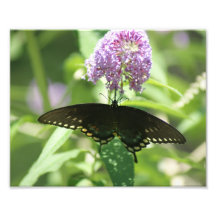 Baisse 10 x de papillon épreuve photographique 8