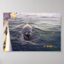 Baleine avec nous à côté du bateau affiches
