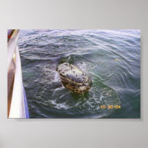 Baleine près du bateau posters