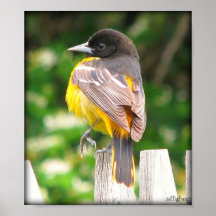 Baltimore Oriole femelle/copie Affiche