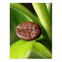 Bambou haricot de café carte postale