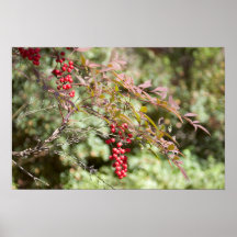 Bambou merveilleux posters