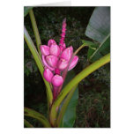 Bananes roses cartes