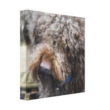 Barbet de Druk van het Canvas Stretched Canvas Afdruk