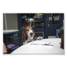 Basset Diner Foto Kunst
