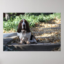 Basset Hound Print