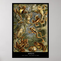 Batrachia - Bord 68 - Kunstformen der Natur Print