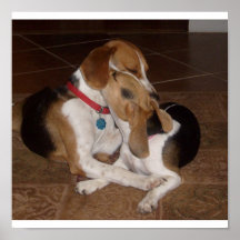 Beagles dans l'amour posters