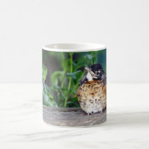 Beau bébé Robin Mug À Café