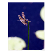 Beau bleu de libellule cartes postales