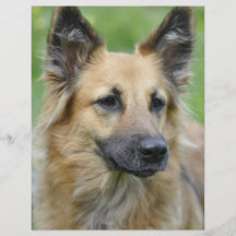 Beau chien prospectus