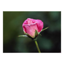 Beau grandiflora s'est levé 'Parfait rose Cartons D'invitation