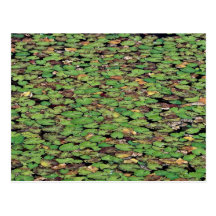 Beau nénuphar frangé cartes postales