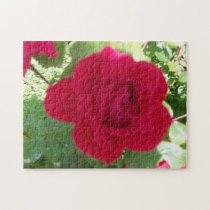 Beau rose rouge puzzles