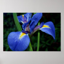 Beauté de drapeau bleu affiches