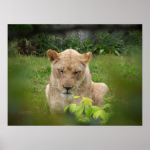 Beauté de lion posters