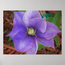 Beauté pourpre posters