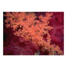Beaux arbres de corail mous de la Mer Rouge Bristols Personnalisés