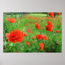 BEAUX PAVOTS DE ROUGE D'AFFICHE DE FLEURS