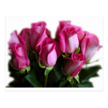 beaux roses roses cartes postales