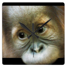 Bébé d'orang-outan horloge
