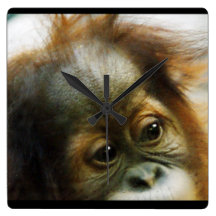 Bébé d'orang-outan pendule murale