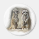 Bébé jumeau Meerkats Magnets
