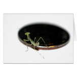 Bébé Mantid sur un dixième de dollar Carte De Vœux