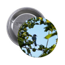 Bel oiseau de geai bleu badge avec épingle