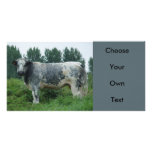 BelgianBlueCow Fotokaarten