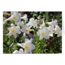 Belle carte de Lillies