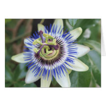 Belle fleur de passion carte de vœux
