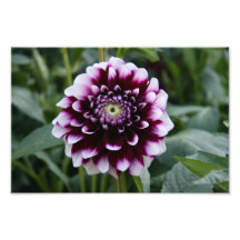 Belle fleur impressions photo