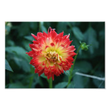 Belle fleur photos sur toile