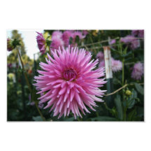 Belle fleur photos sur toile