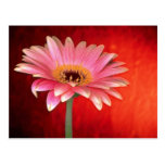 Belle marguerite rose et jaune parfaite de gerbera cartes postales