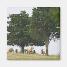Ben uw eigen schapen koelkast magneetje