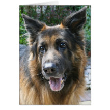 Berger allemand carte de vœux