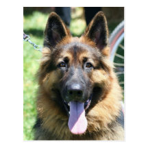 Berger allemand carte postale