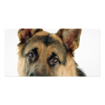 Berger allemand photocarte customisée
