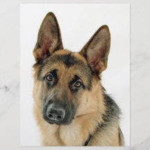 Berger allemand tract personnalisé