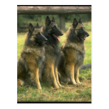 bergers 3-German Carte Postale