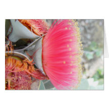 big-pink-gum-blossom_1 cartes