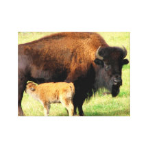 Bison et veau toile tendue sur châssis